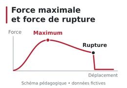 Force maximale et force de rupture : quelle différence?
